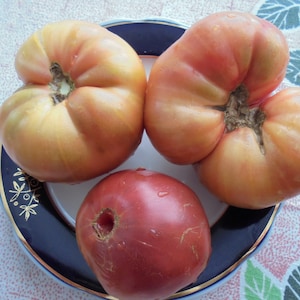 VORLON Tomato Seeds, Purple Beefsteak Tomatoes, Indeterminate, 15 Seeds