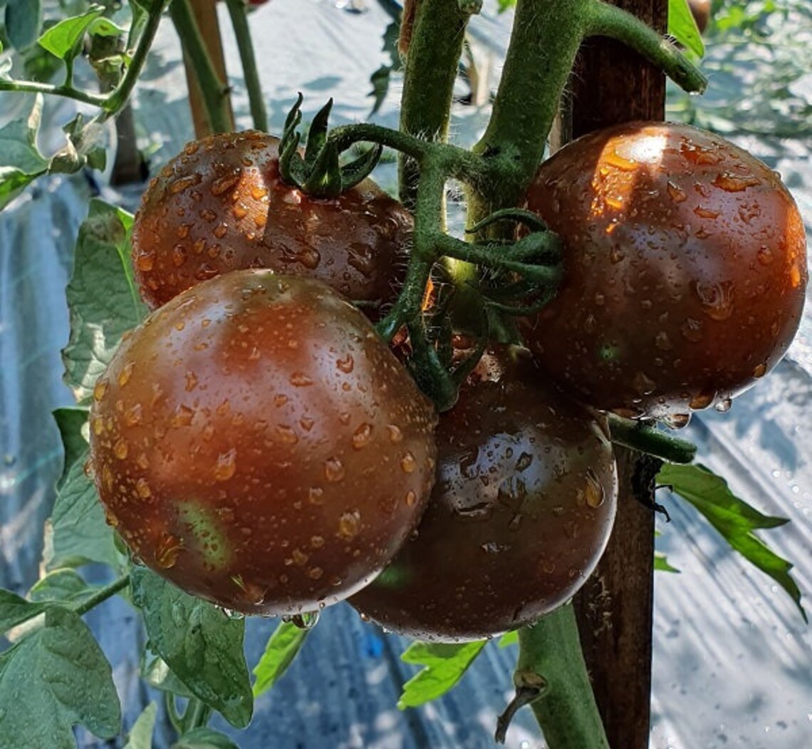 KUMATO Tomatensamen Schwarz Grüne Tomaten Erbstück Süße Etsy