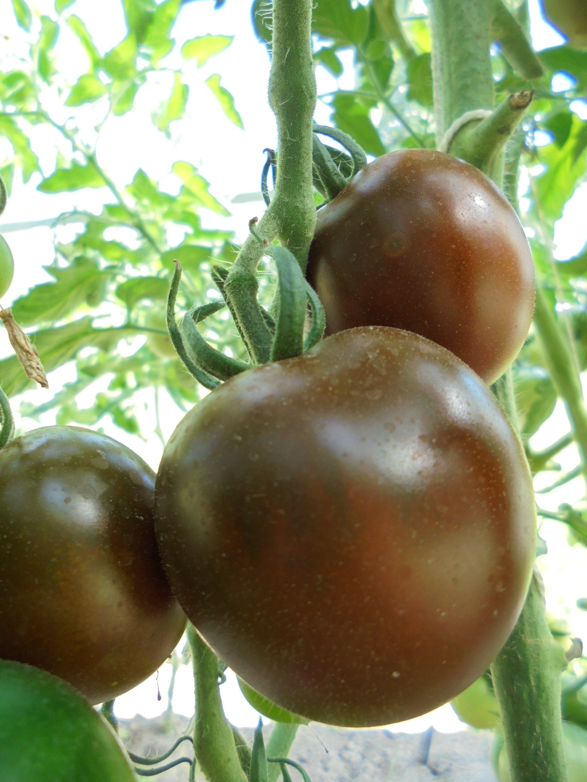 KUMATO Tomato Seeds Black Green Tomatoes Heirloom Sweet Etsy New Zealand