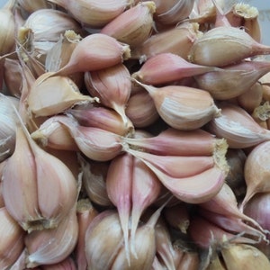 LYUBASHA Garlic Bulbils 100 Seeds For Planting Not Cloves, Giant Winter Garlic Bulbs Fresh Seeds Ukrainian Variety zdjęcie 7