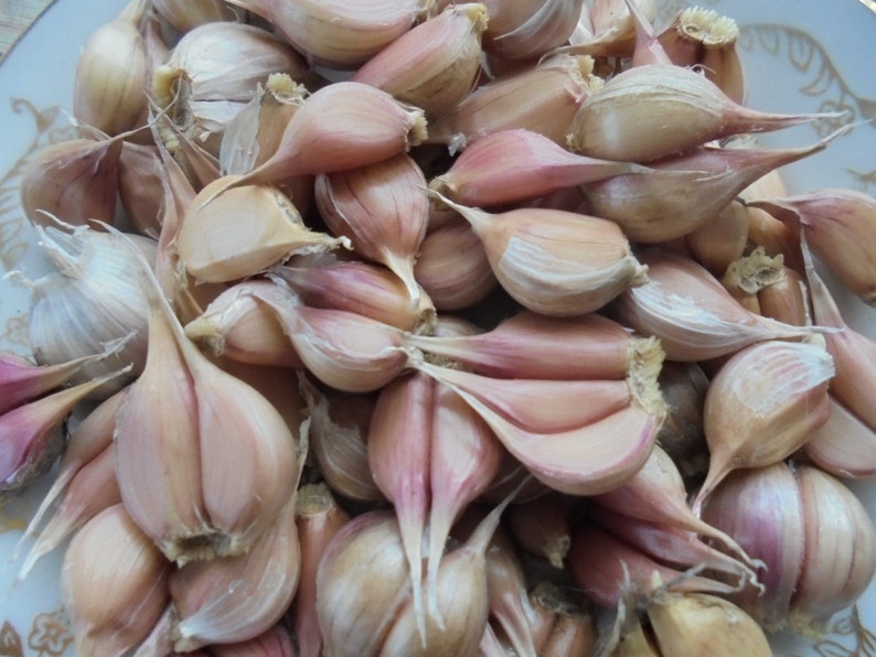 LYUBASHA Garlic Bulbils 100 Seeds For Planting Not Cloves, Giant Winter Garlic Bulbs Fresh Seeds Ukrainian Variety zdjęcie 7