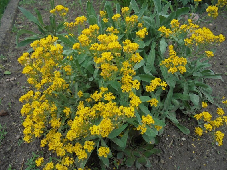 BASKET OF GOLD Golden Sweet Alyssum Saxatile 100 Seeds, Aurinia Saxatilis, Perennial Yellow Rockery Fragrant Flower image 3