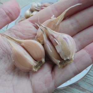 LYUBASHA Garlic Bulbils 100 Seeds For Planting Not Cloves, Giant Winter Garlic Bulbs Fresh Seeds Ukrainian Variety zdjęcie 3