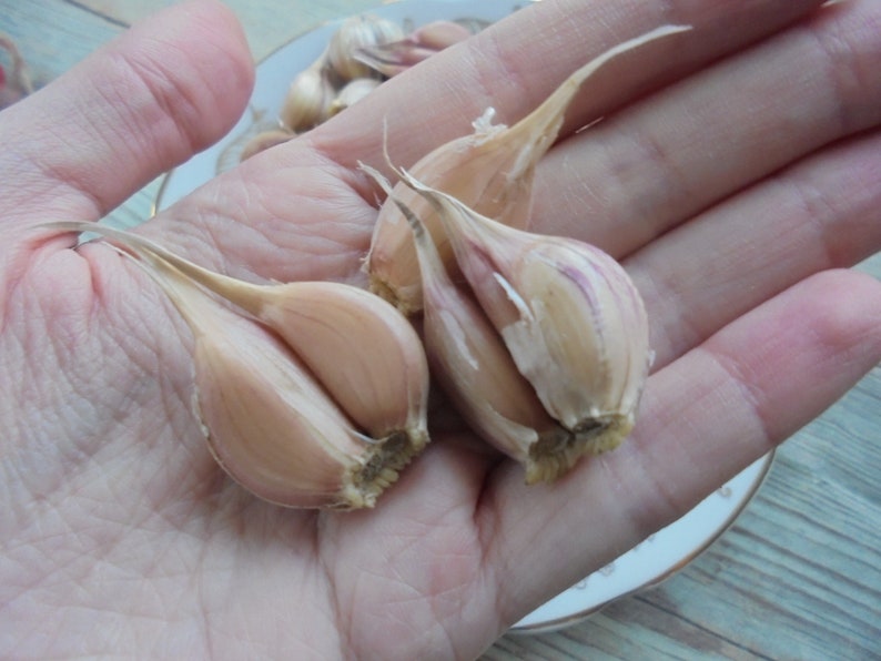 LYUBASHA Garlic Bulbils 100 Seeds For Planting Not Cloves, Giant Winter Garlic Bulbs Fresh Seeds Ukrainian Variety zdjęcie 3