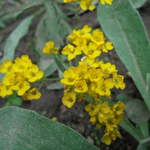 BASKET OF GOLD Golden Sweet Alyssum Saxatile 100 Seeds, Aurinia Saxatilis, Perennial Yellow Rockery Fragrant Flower image 6