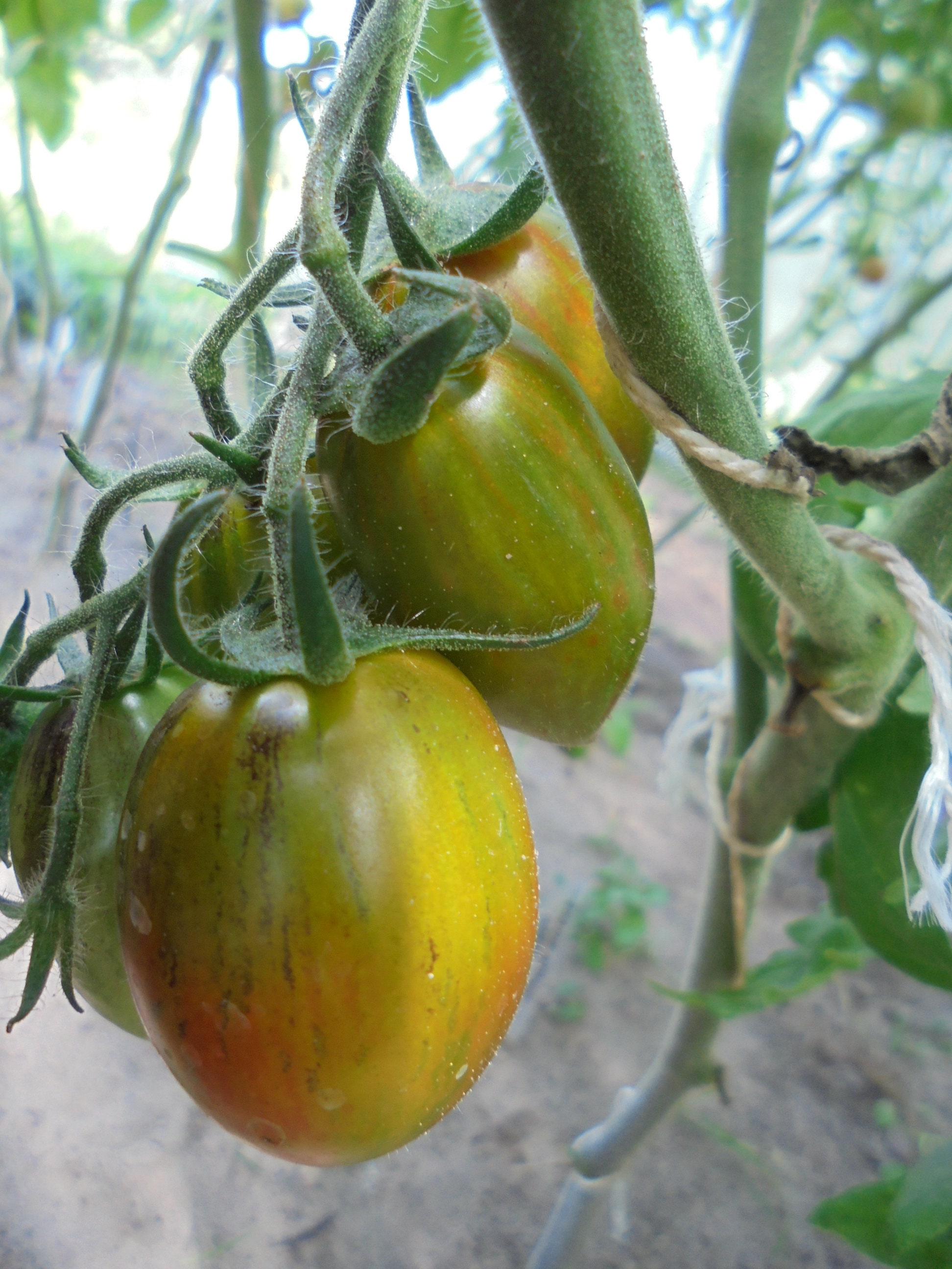 BRAD'S ATOMIC GRAPE Tomato Seeds Heirloom Colorful Etsy UK