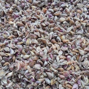 LYUBASHA Garlic Bulbils 100 Seeds For Planting Not Cloves, Giant Winter Garlic Bulbs Fresh Seeds Ukrainian Variety zdjęcie 4