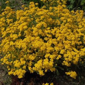 BASKET OF GOLD Golden Sweet Alyssum Saxatile 100 Seeds, Aurinia Saxatilis, Perennial Yellow Rockery Fragrant Flower image 2