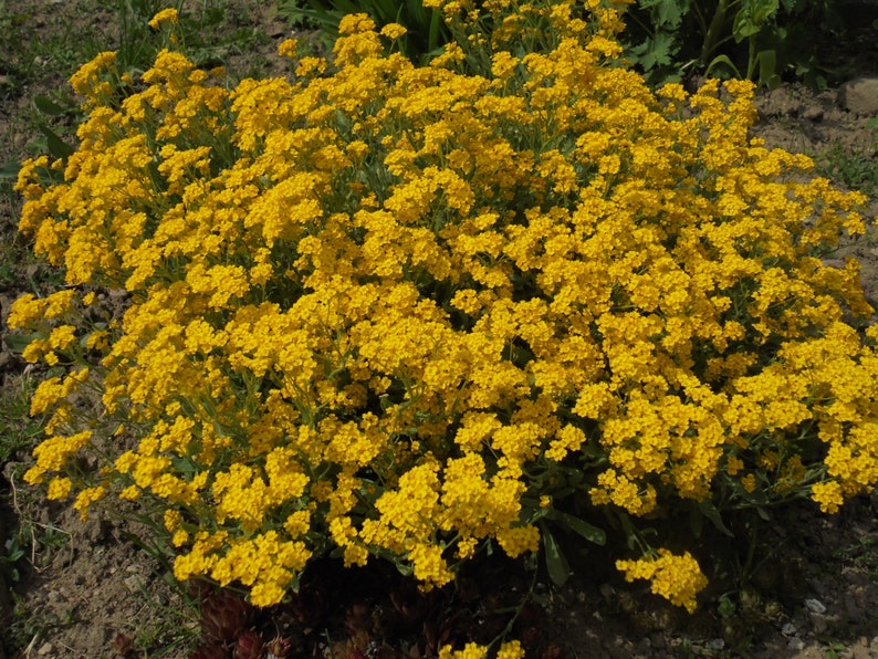 BASKET OF GOLD Golden Sweet Alyssum Saxatile 100 Seeds, Aurinia Saxatilis, Perennial Yellow Rockery Fragrant Flower image 2