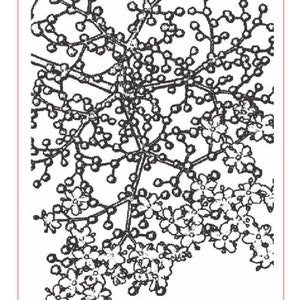 May include: Black and white rollerprint pattern of a branching floral design. The pattern is labeled "Branching Out" and measures 2" x 3.5" (50mm x 89mm). The design includes small flowers and berries. The product is from Rolling Mill Resource.