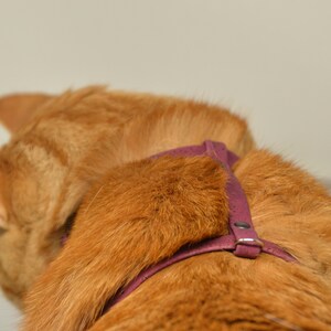 May include: A close-up of a ginger cat wearing a purple harness. The harness has a buckle on the back.