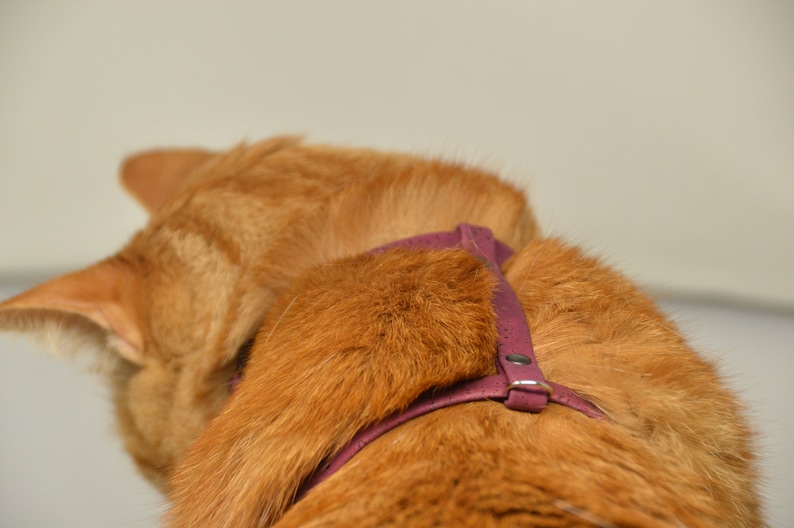 May include: A close-up of a ginger cat wearing a purple harness. The harness has a buckle on the back.