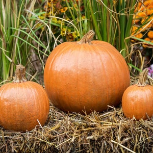 May include: Three pumpkins of varying sizes, the largest is orange and the two smaller pumpkins are a lighter orange, all sitting on a bed of straw.