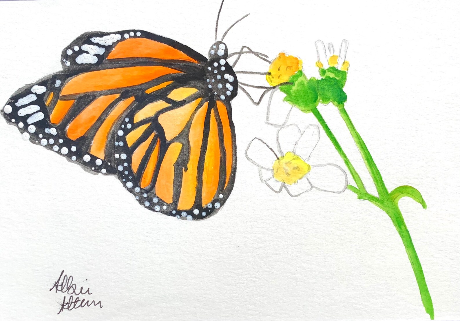 Watercolor Monarch Butterfly Tutorial For Beginners – VTDQ