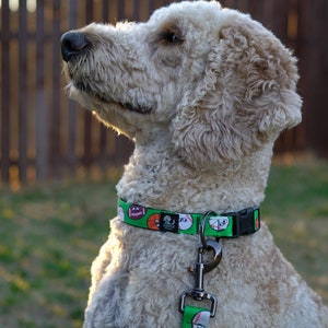 Sports Dog Leash and Collar Combo
