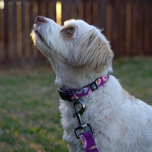 Donut Design Dog Leash and Collar Combo