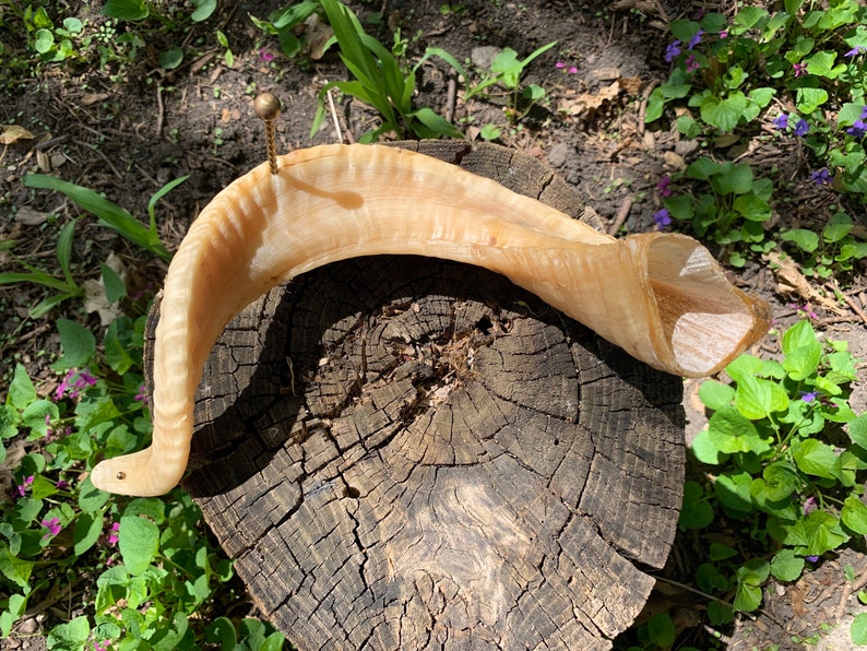 Ram Drinking Horn Viking Drinking Horn Ram Horn Drinking Etsy