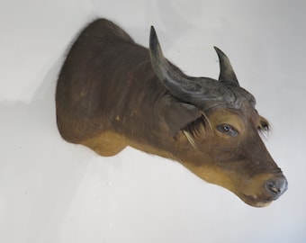 Water Buffalo Shoulder mount for sale
