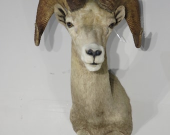 Desert Big Horn Ram taxidermy for sale.