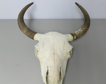Bison/Buffalo Skull