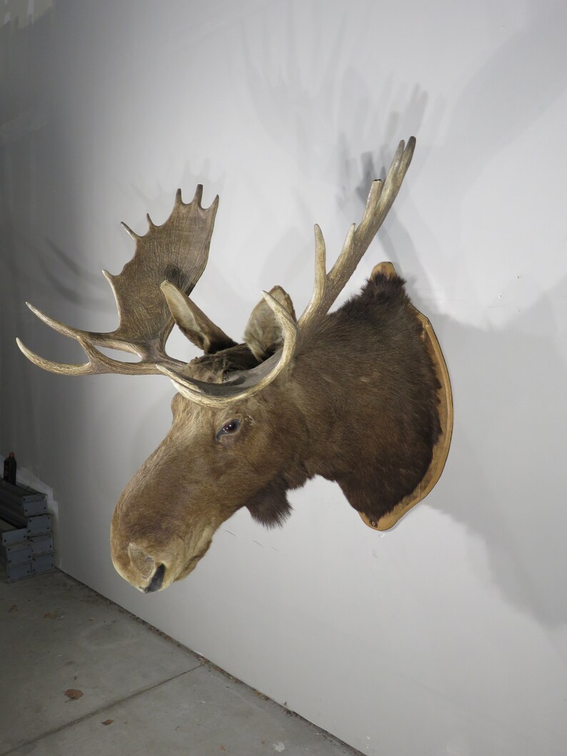 Shiras Moose Taxidermy Mount for Sale - Etsy