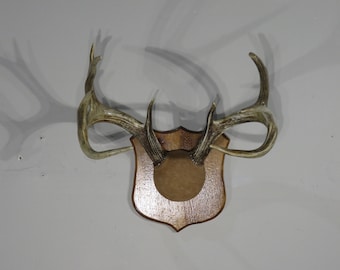 Whitetail Rack on plaque.