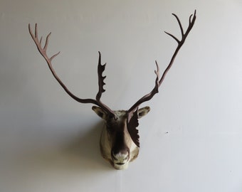 Alaskan Caribou Shoulder Mount: Barren Ground Taxidermy, 47" Antlers