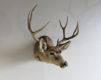 Vintage 1950s Mule Deer Shoulder Mount, Kaibab 6x5 Buck