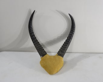 African Reed buck horns.