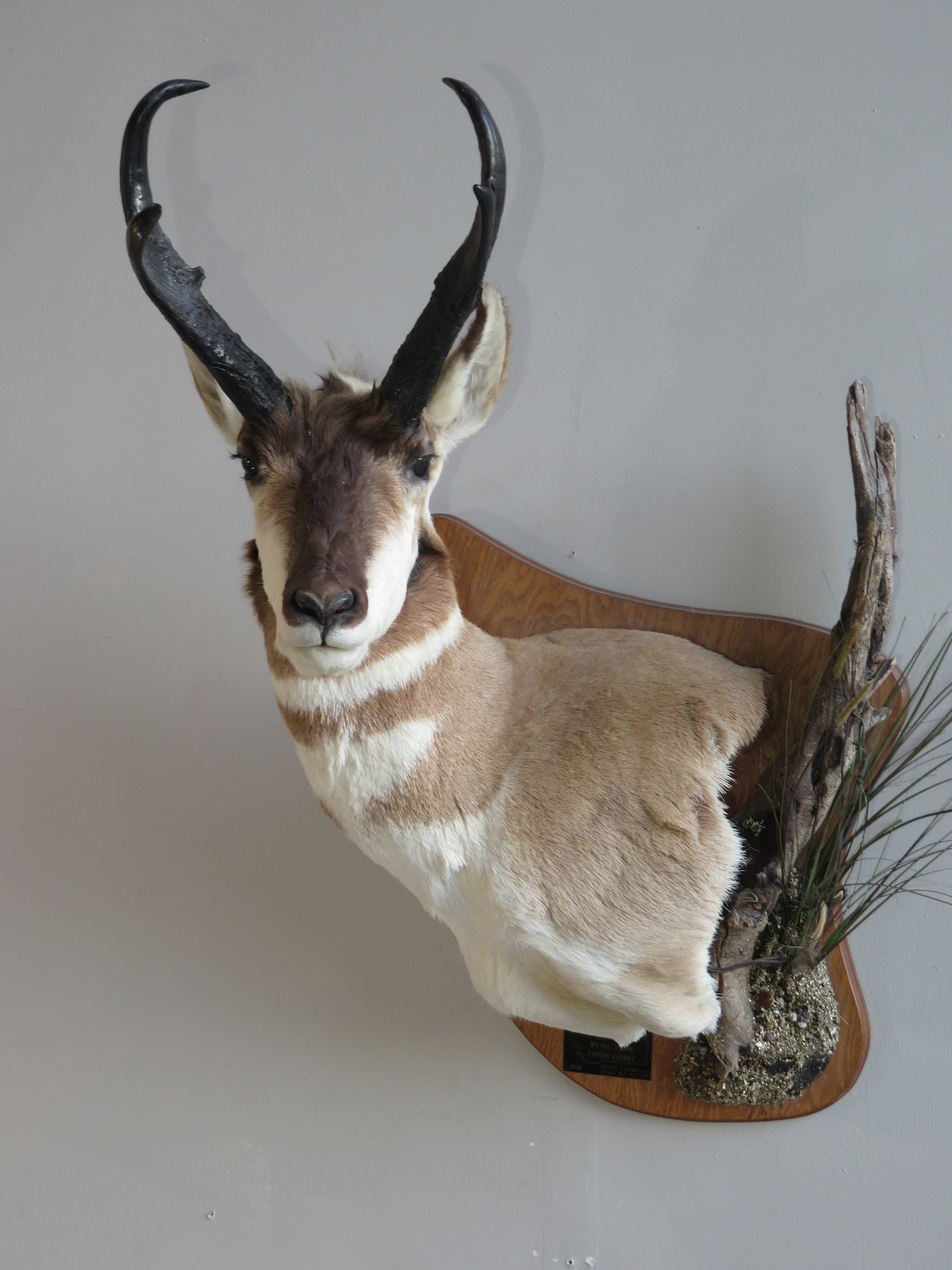 Chamois taxidermy mount SKU 2587 - All Taxidermy