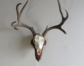 European Mule Deer on tilted wall plaque.