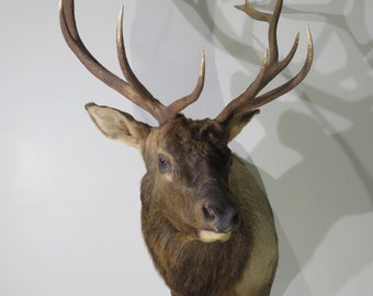 Rccky Mountain Bull Elk taxidermy mount for sale.