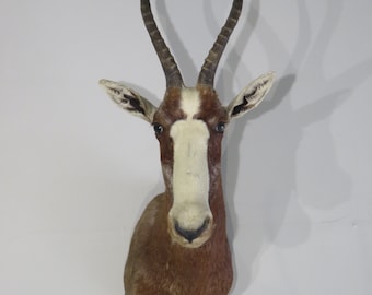 African Blesbok taxidermy shoulder mount