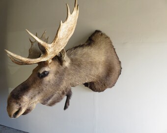 Moose shoulder mount