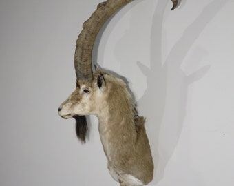 Hybrid Ibex Shoulder Mount for sale.  O-118I