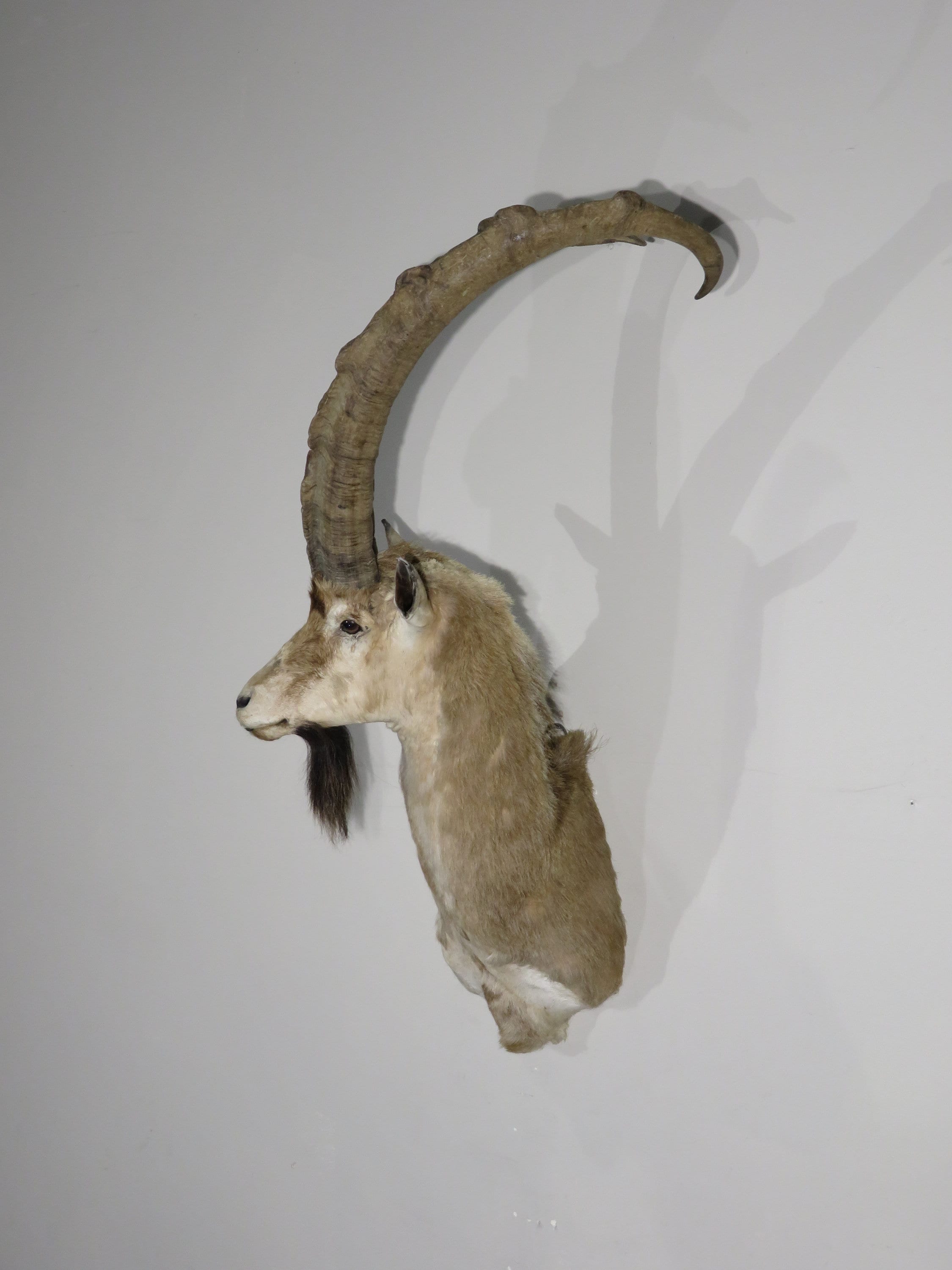 Hybrid Ibex Shoulder Mount for Sale. O 