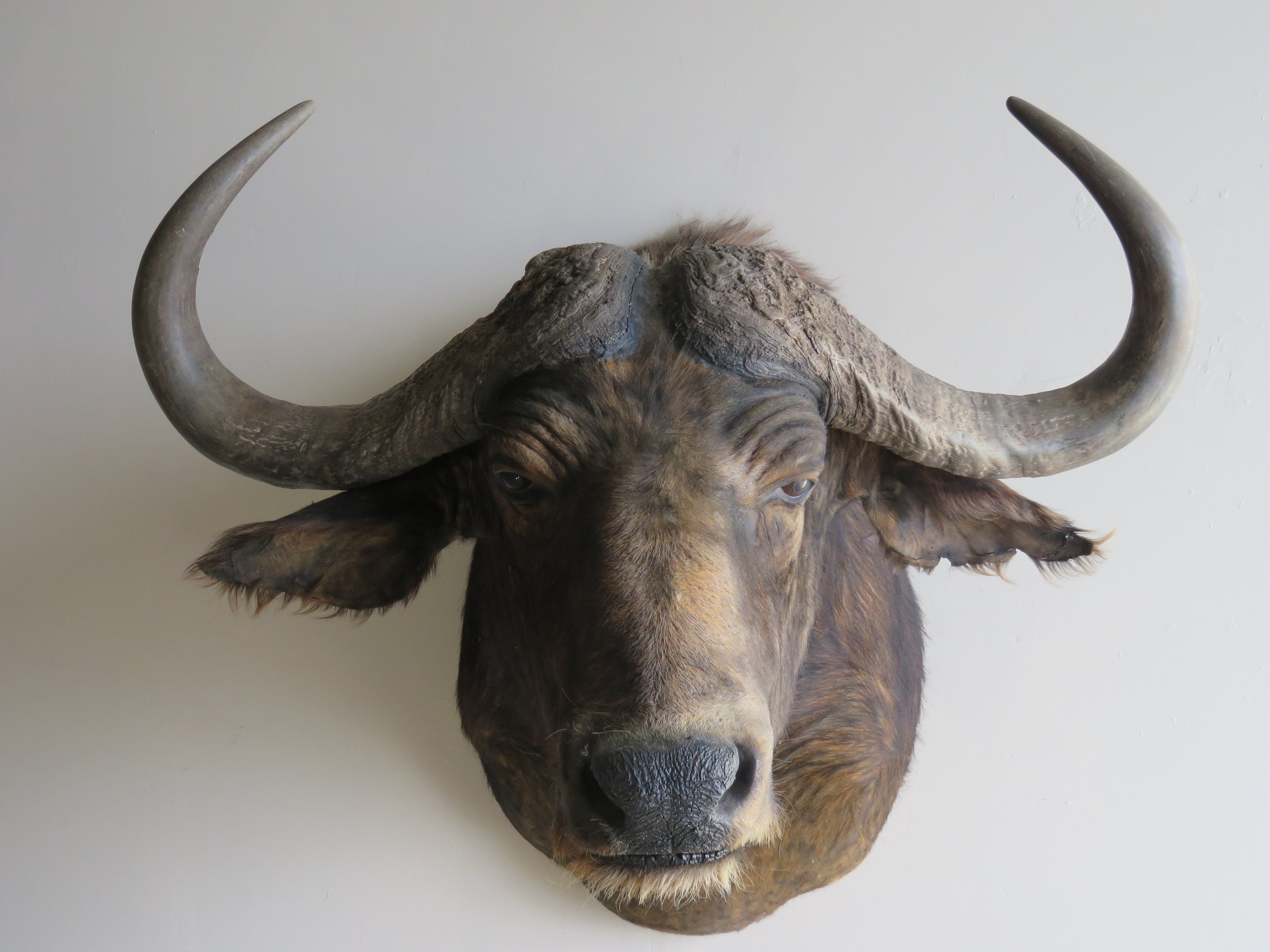 Cape Buffalo for Sale. | Etsy