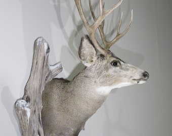 Mule Deer with woods back ground.