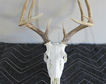 Whitetail European mount