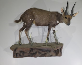 African Bushbuck Life-Sized Mount, Terrain Base