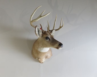Whitetail taxidermy mount- turned head