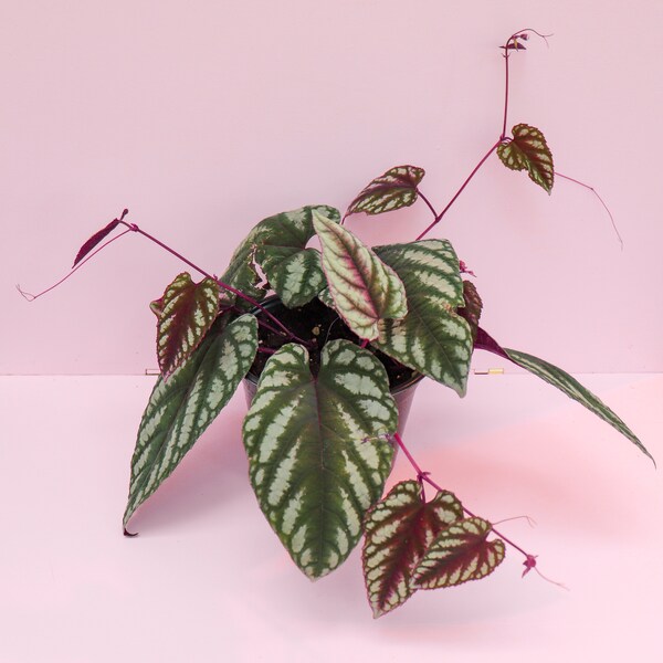 Cissus Discolor, 'Rex Begonia Vine'
