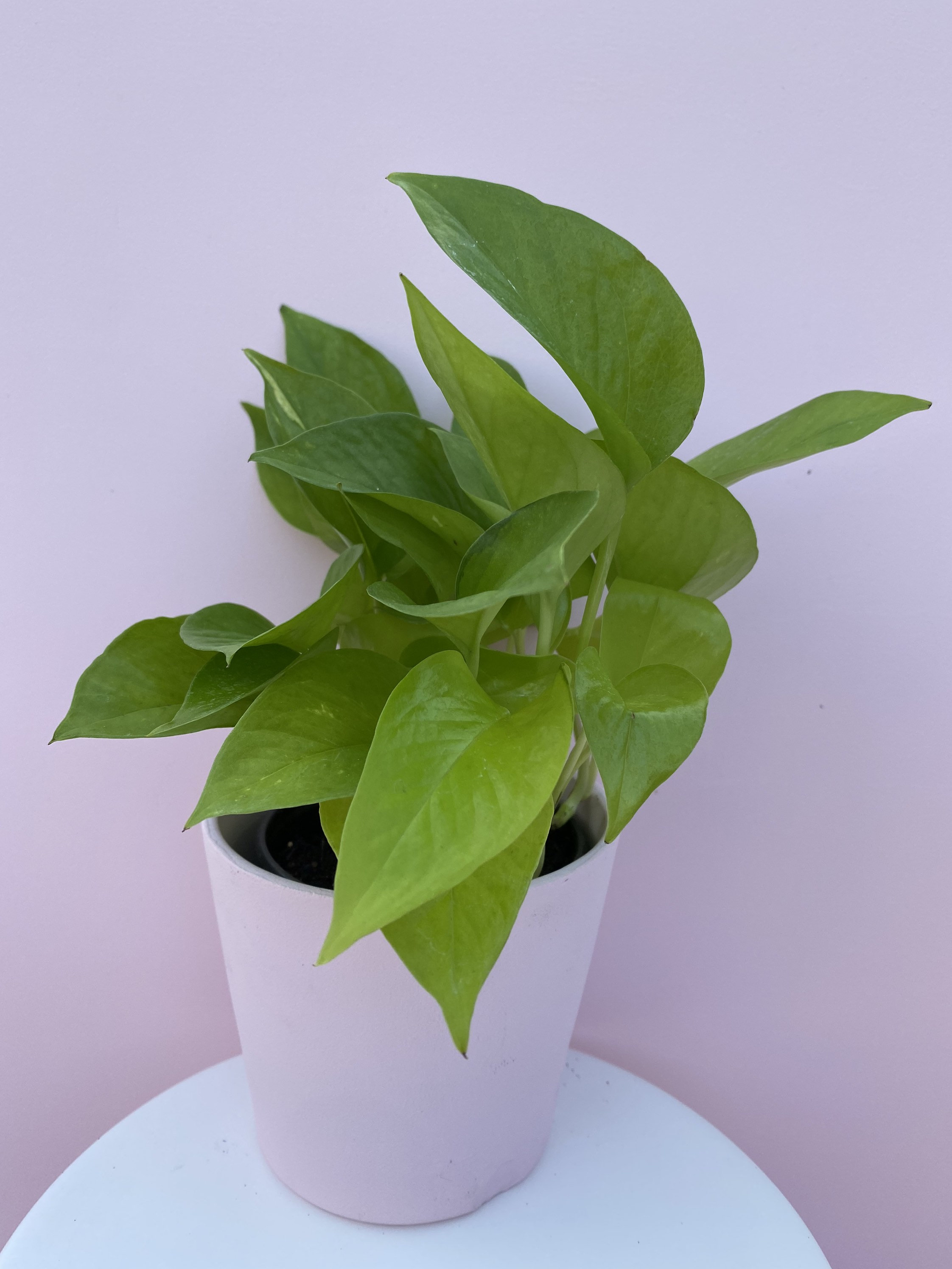Neon Pothos, Live House Plant