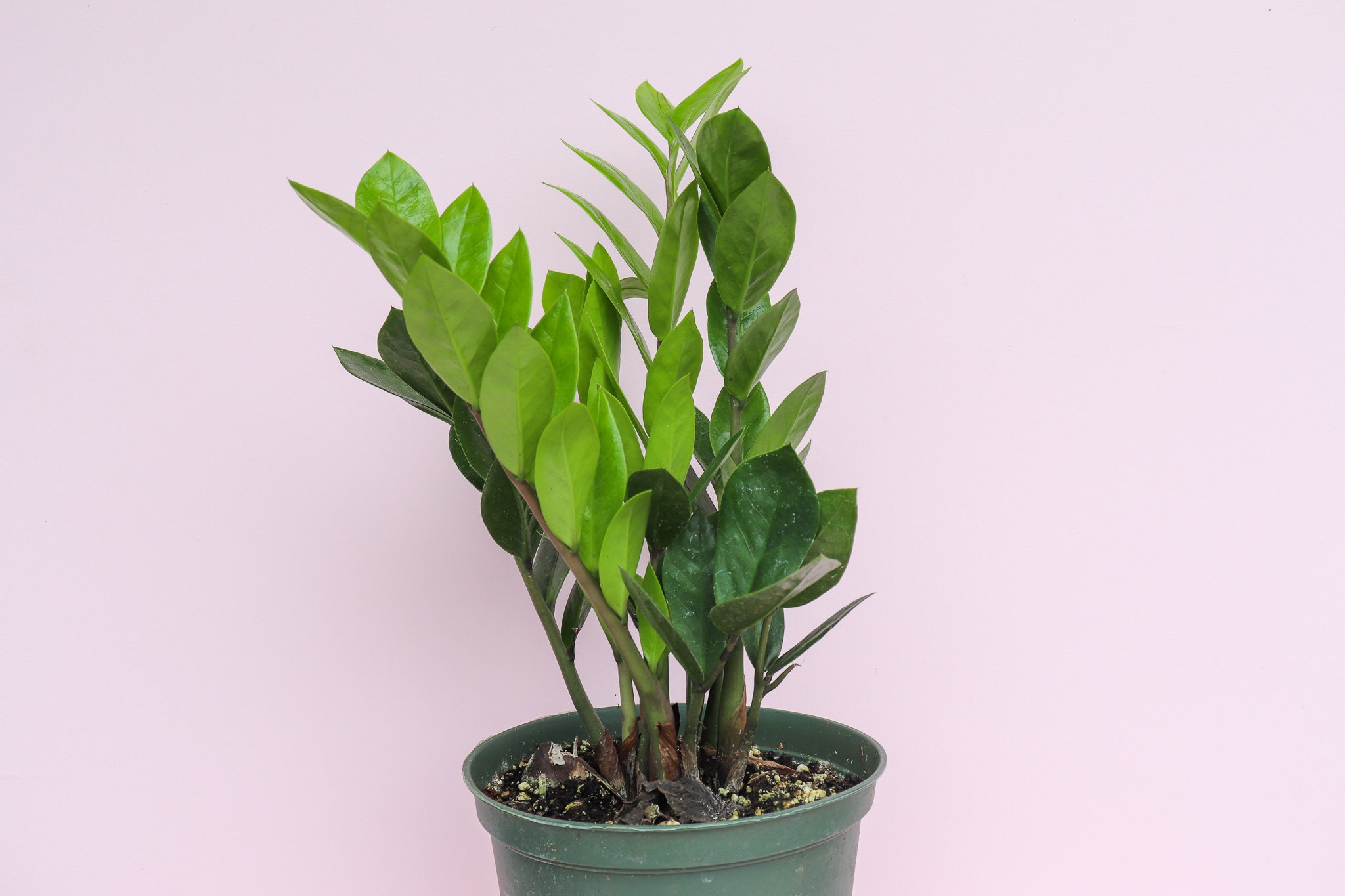 Zamioculcas, Zz Plant, Live Plant