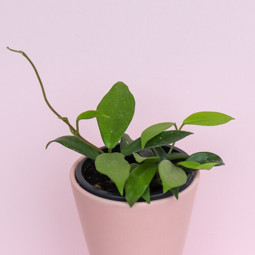 Hoya Carnosa Wax Plant Live House Plant Etsy
