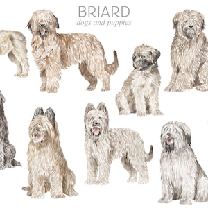 Briard dog clipart png digital download, Berger de Brie watercolor dogs and puppies illustrations, commercial and personal use