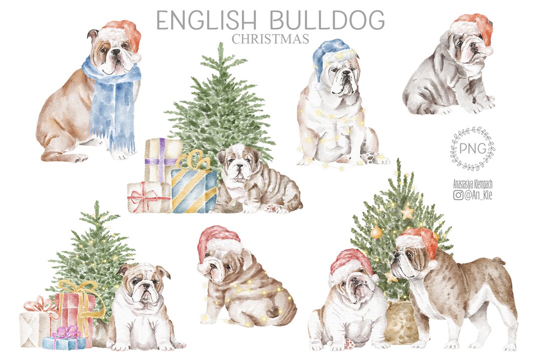 English Bulldog Christmas Clipart Png Digital Download, Watercolor