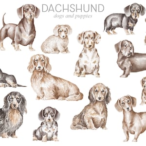 Dachshund dogs and puppies, png digital graphics, watercolor dog breeds, commercial and personal use