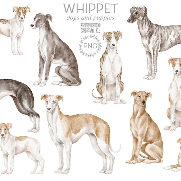 Whippet dogs clipart png digital download, Whippet dog breed digital graphics, Whippet watercolour illustrations png, commercial use