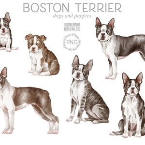 Boston Terrier dogs clipart png digital download, Boston Terrier dogs and puppies illustrations digital graphics, dog breed clipart